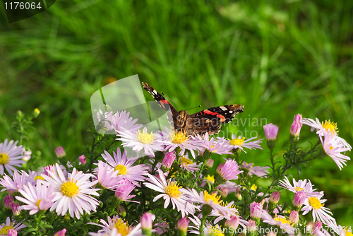 Image of Admiral (vanessa atalanta) butterfly sitting on wild chrysanthemum flowers