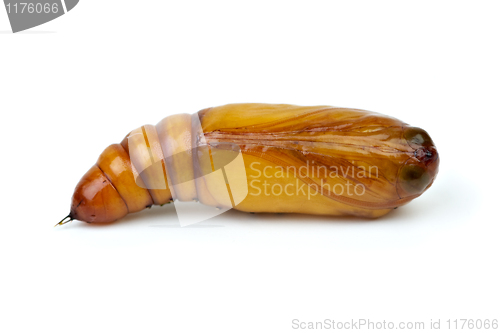 Image of Brown chrysalis close-up