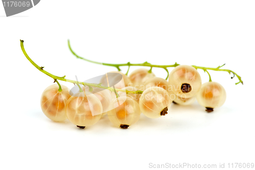 Image of Some golden currants