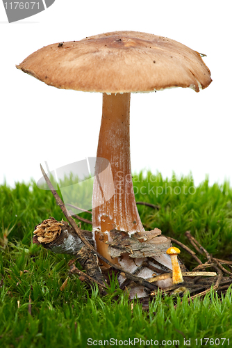 Image of Toadstool (Greasy Toughshank, Collybia butyracea) growned on the moss