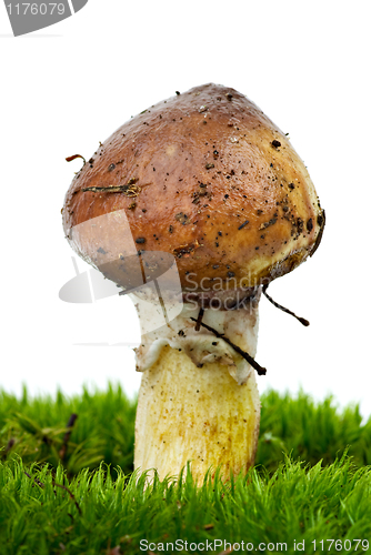 Image of Yellow boletus (Suillus granulatus) growned over the green moss