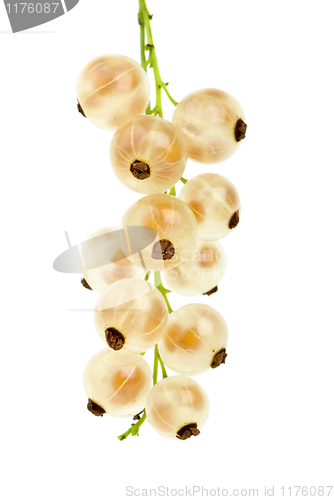 Image of Golden currants