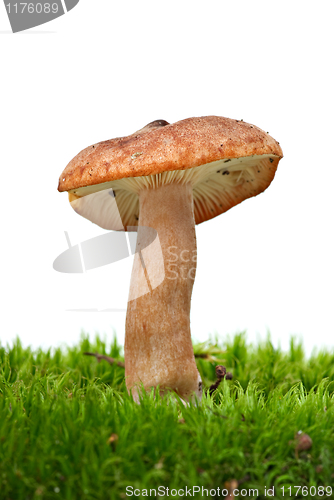 Image of Small toadstool (Greasy Toughshank, Collybia butyracea) growned on the moss