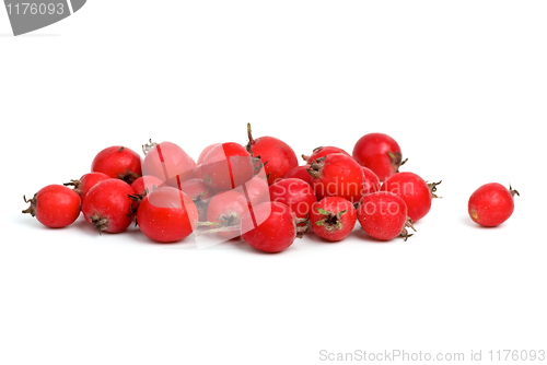 Image of Small pile of haw berries