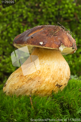 Image of Boletus (Boletus edulis, Squirrels bread) growned on the moss 