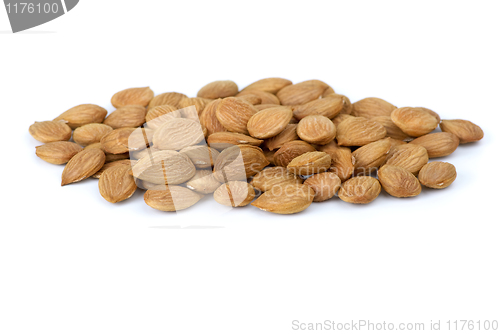 Image of Small pile of dried-up sweet apricot  pits