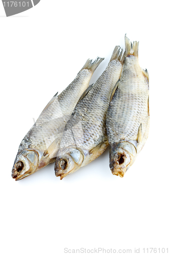 Image of Three sea roach fishes