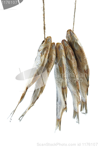 Image of Five dried sea roach fishes on the rope