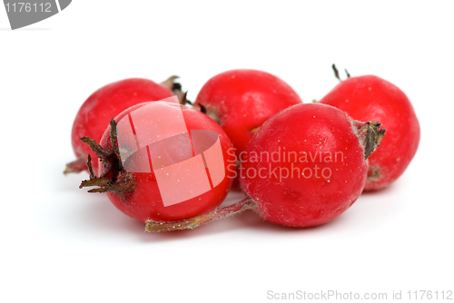 Image of Few haw berries