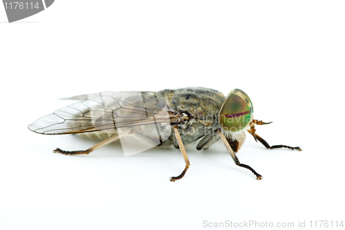 Image of Macro shot of gadfly