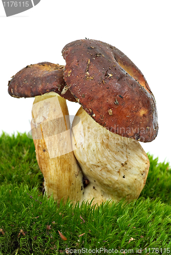 Image of Boletus badius (Xerocomus badius) mushrooms 