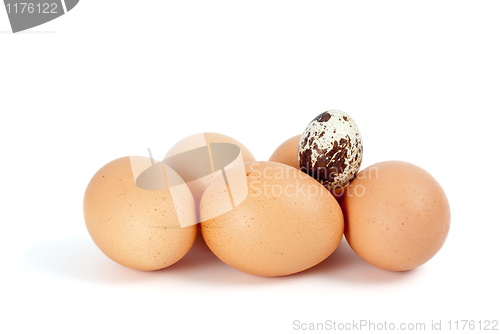 Image of Some chicken eggs and one quail egg