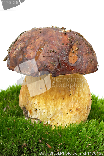 Image of Boletus (Boletus edulis, Squirrels bread) growned on the moss 