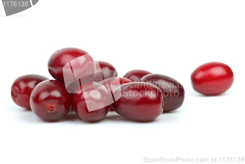 Image of Few cornel berries