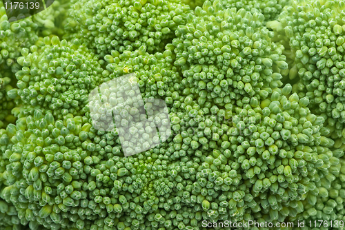 Image of Broccoli closeup