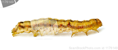 Image of Brown caterpillar