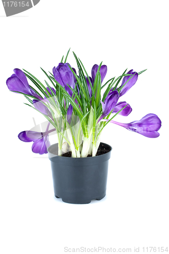 Image of Bunch of crocuses in black flowerpot