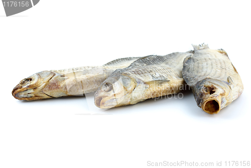 Image of Three sea roach fishes