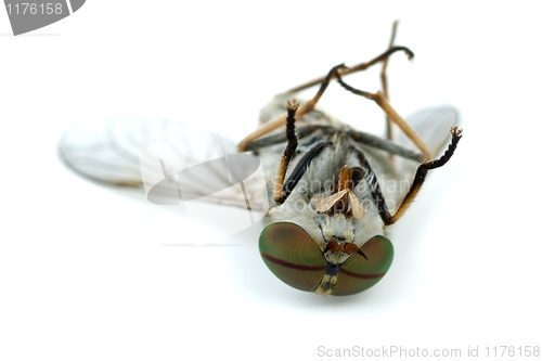 Image of Macro shot of dead gadfly