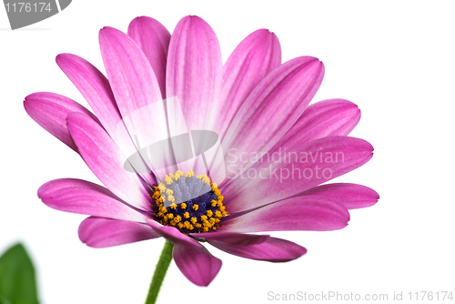 Image of Closeup shot of pink arctotis flower