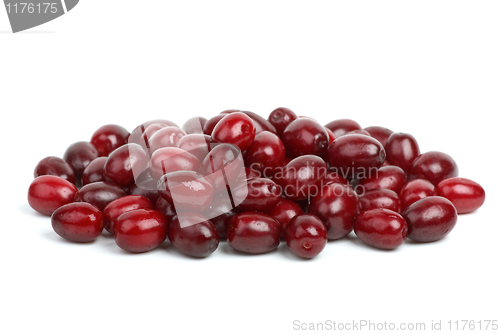 Image of Small pile of cornel berries