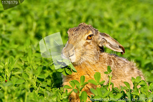 Image of Portrait of a sitting brown hare