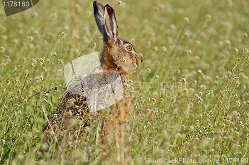 Image of Portrait of a sitting brown hare