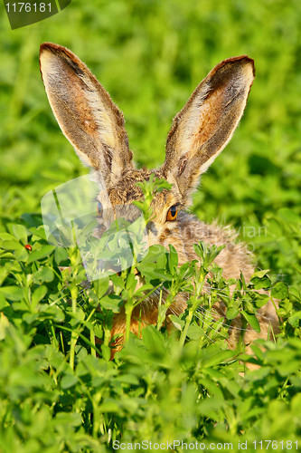 Image of Portrait of a sitting brown hare