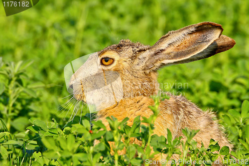 Image of Portrait of a sitting brown hare