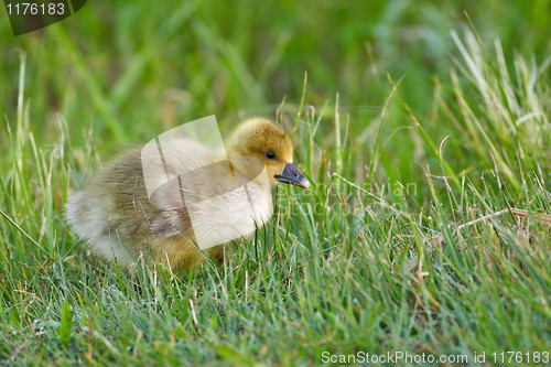 Image of Portrait of a graylag goose chick