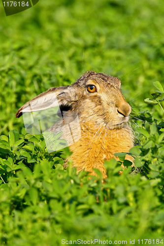 Image of Portrait of a sitting brown hare