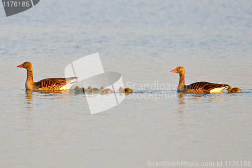 Image of Family of graylag geese swimming on a pond