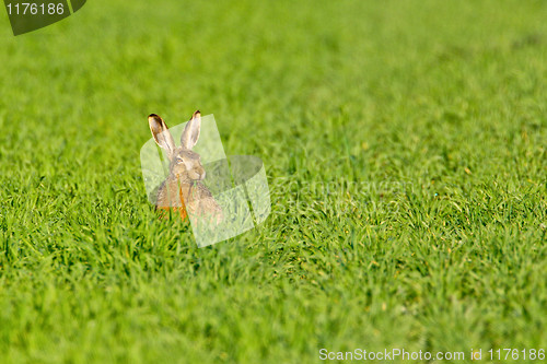 Image of Portrait of a sitting brown hare