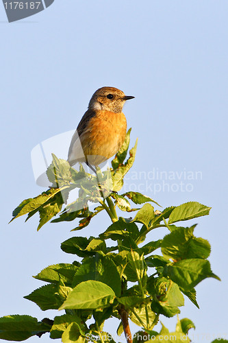 Image of Portrait of an european stonechat