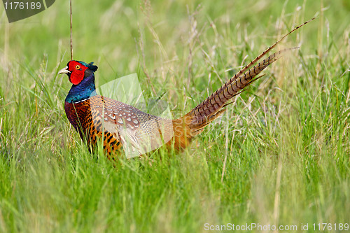 Image of Portrait of a male pheasant