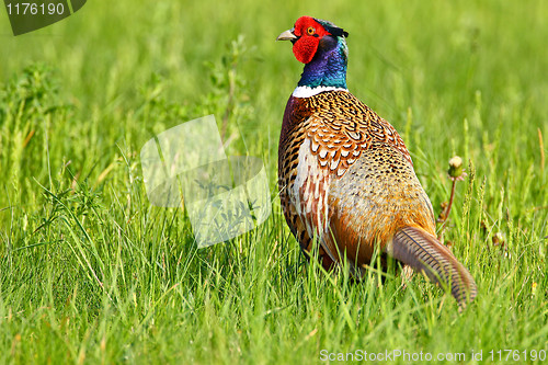 Image of Portrait of a male pheasant