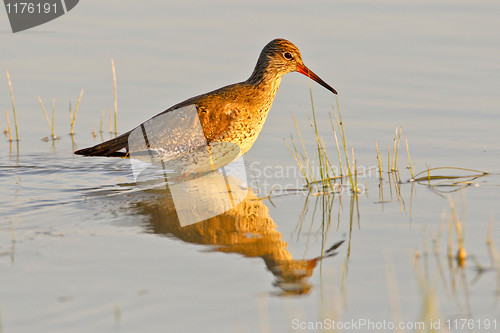 Image of Portrait of a redshank