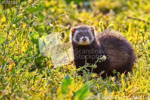 Image of Portrait of a stone marten