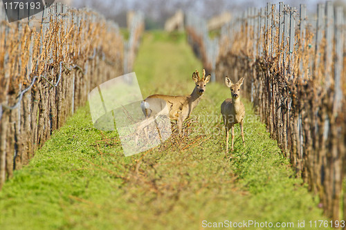 Image of Portrait of roe deer in a wineyard.