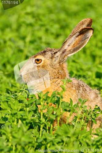 Image of Portrait of a sitting brown hare