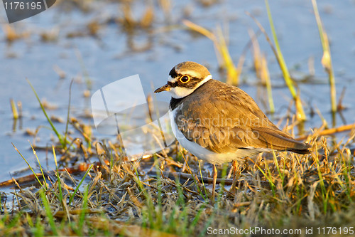 Image of Portrait of a little ringed plover