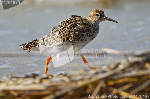 Image of Portrait of a ruff