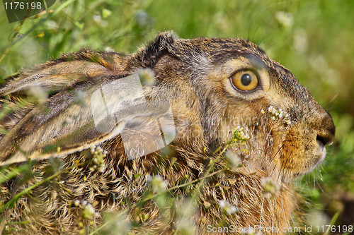 Image of Portrait of a sitting brown hare