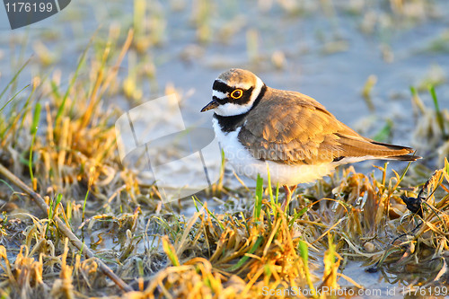 Image of Portrait of a little ringed plover