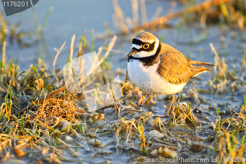 Image of Portrait of a little ringed plover