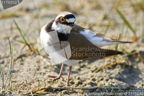 Image of Portrait of a little ringed plover