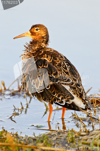 Image of Portrait of a ruff