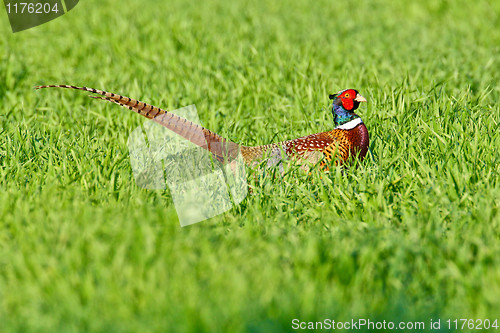 Image of Portrait of a male pheasant