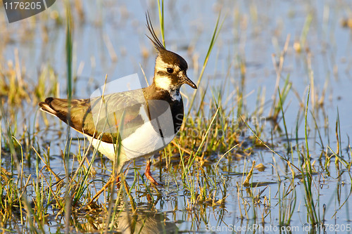 Image of Portrait of a lapwing