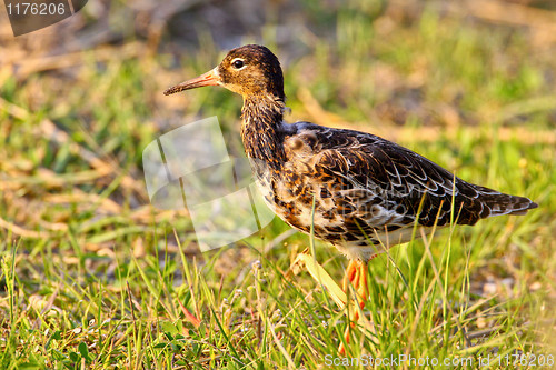 Image of Portrait of a ruff